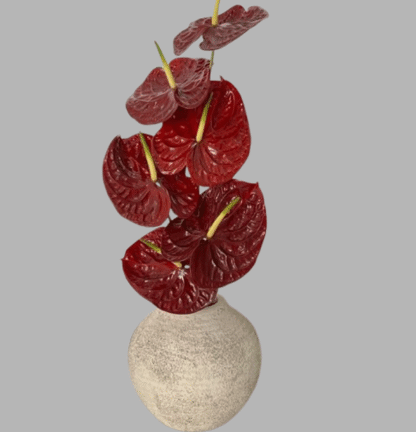 Luxury red anthurium flower stems called Midnight Flamingo Anthurium, available for delivery in Dubai