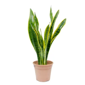 Low maintenance indoor Snake Plant perfect for UAE homes and workspaces