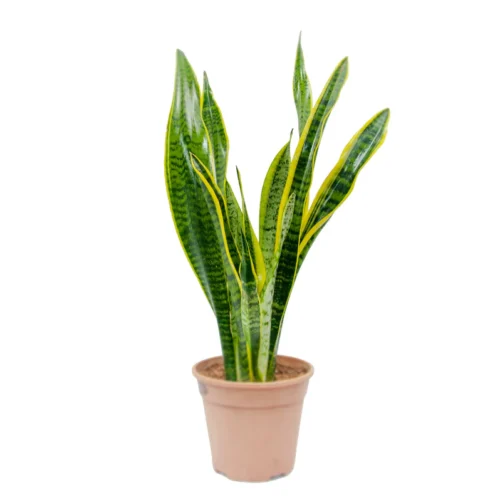 Low maintenance indoor Snake Plant perfect for UAE homes and workspaces